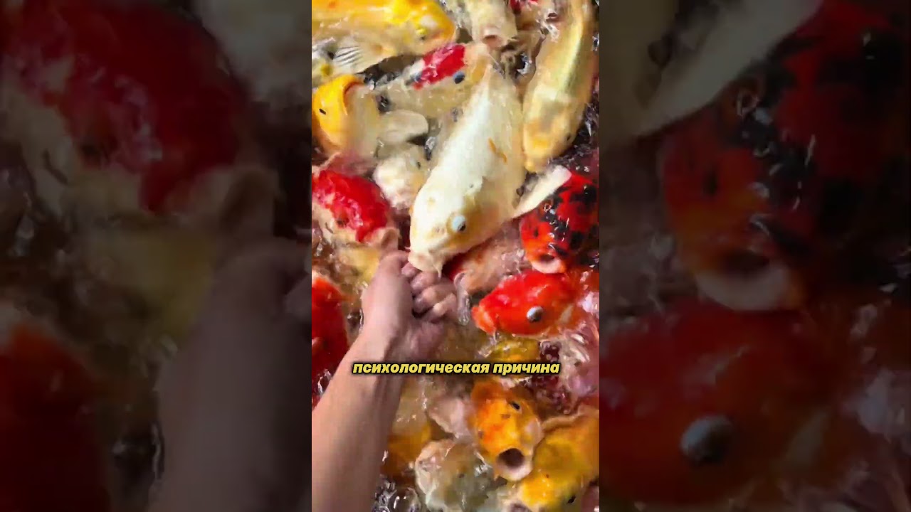 🐟 Why are fish released into the sewer? 🤯