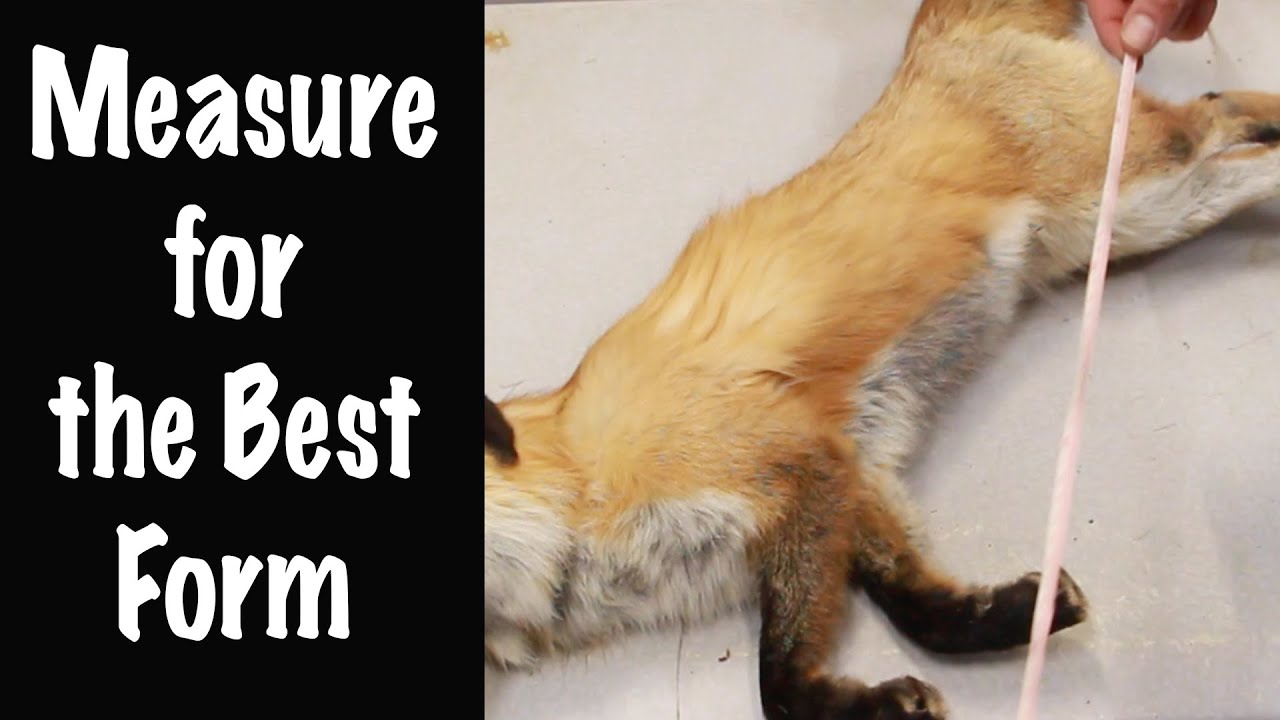 How to measure for the closest fit... Lifesize Mounts. Art of Taxidermy