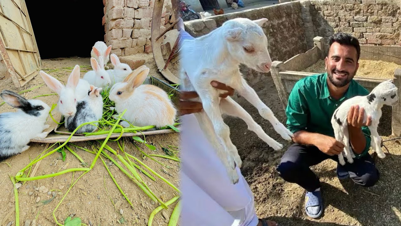New Goats Bay Lay Aye Minizoo Main😍