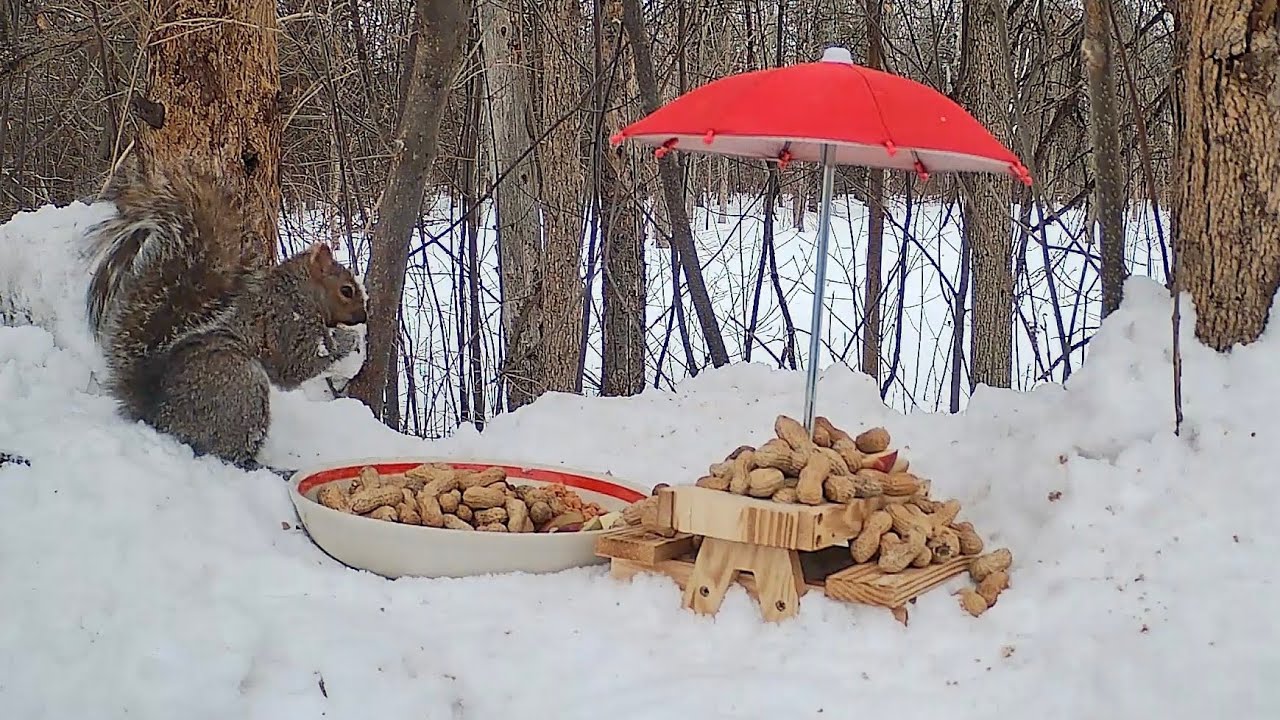 Olive's Critter Cam - Fantastic Friday Picnic