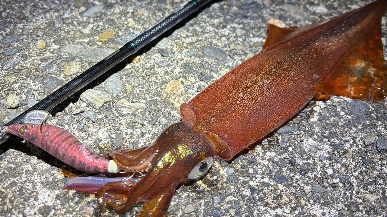 ヤリイカを釣ってみたい｜福井 若狭湾3月上旬