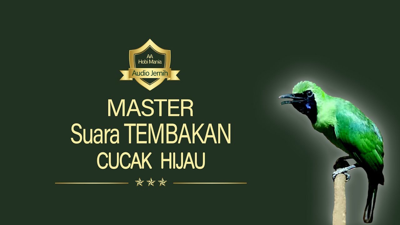 master FULL TEMBAKAN cucak hijau | AAHOBI MANIA