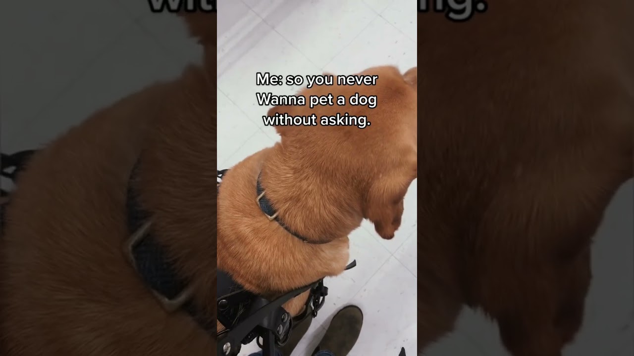 Remember to respect working service dogs🥺❤️ #servicedog #serviceanimal #dog #fyp #foryou #shorts
