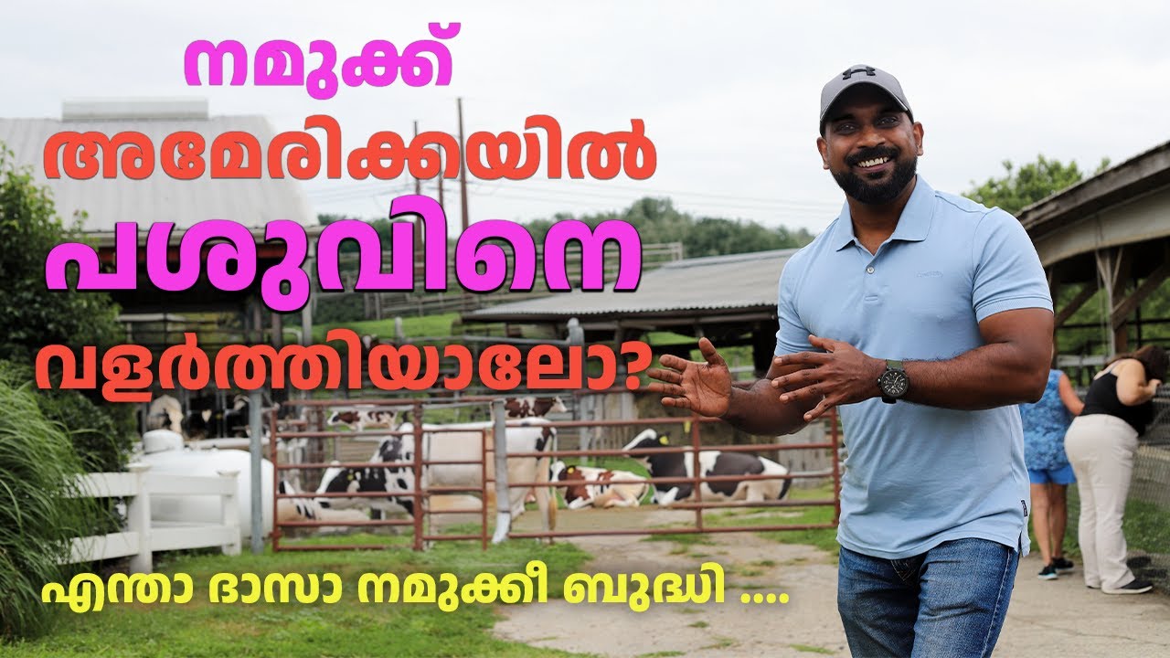 അമേരിക്കയിൽ പശുവിനെ വളർത്തി ജീവിക്കുന്നവർ