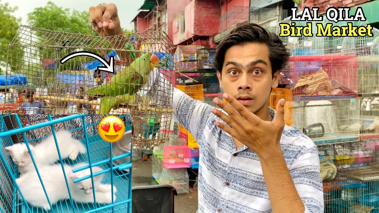 Angry 🤬Parrot Leliya Bohot Sasta💸😱 | Delhi Lal Qila Bird Market