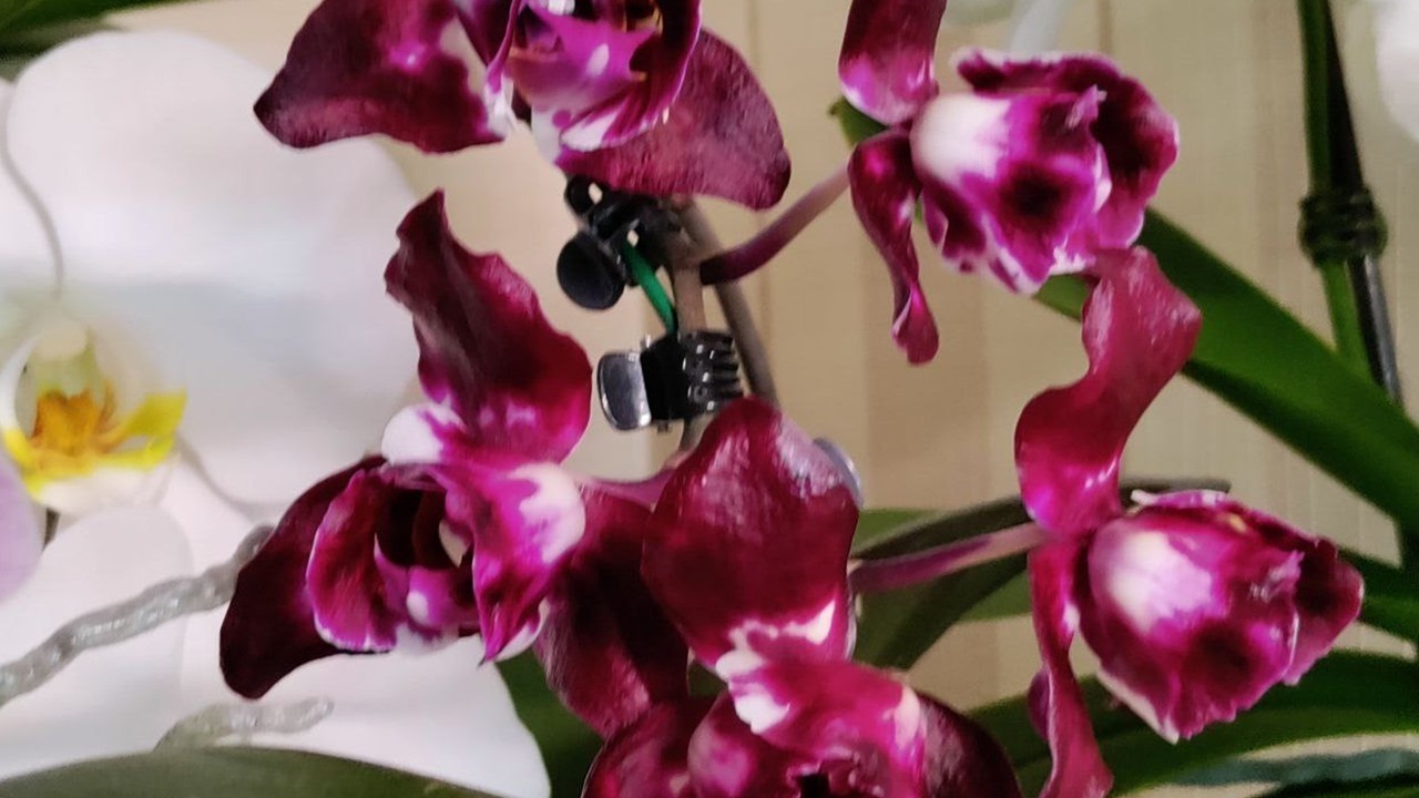 Мої фаленопси: старі і нові розпуски #peloric#orchid#flowers#nice#phalaenopsis#метелики