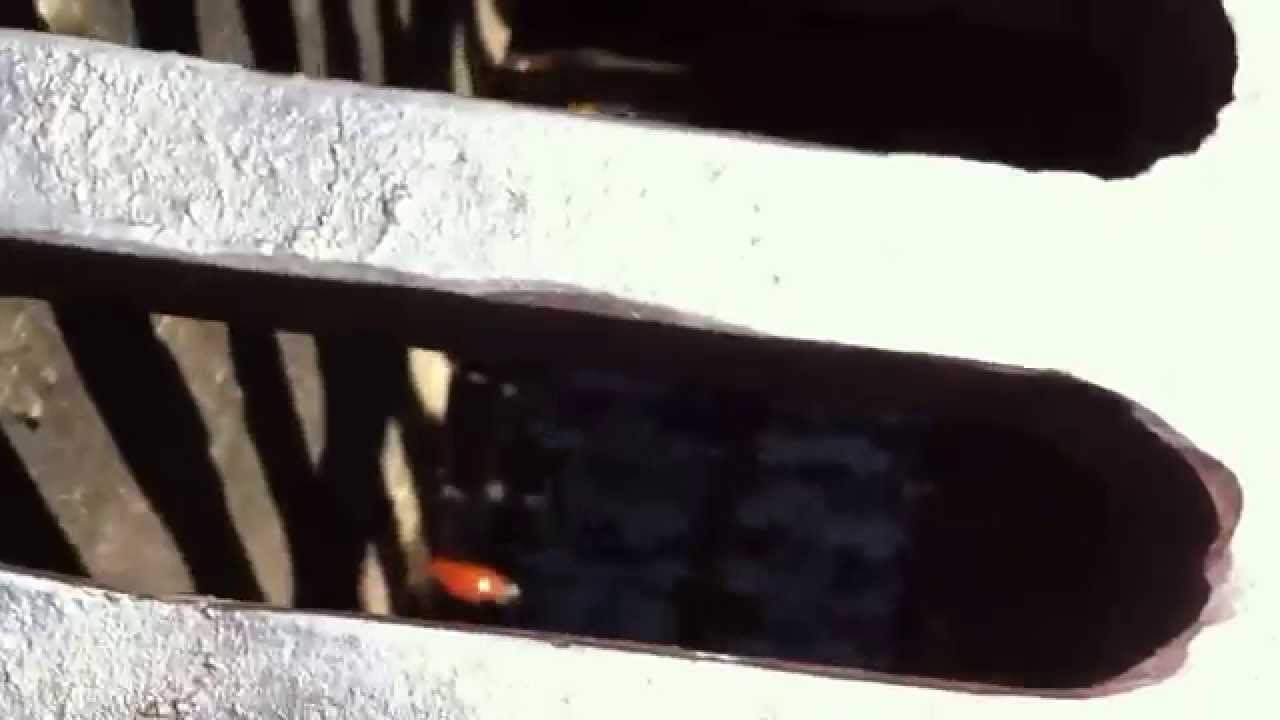 Sewer alligator hissing