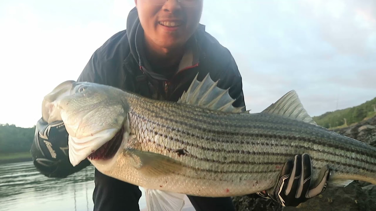 巨物秋天洄游啦！| Falls Run Cape Cod Canal Striper Fishing 2021