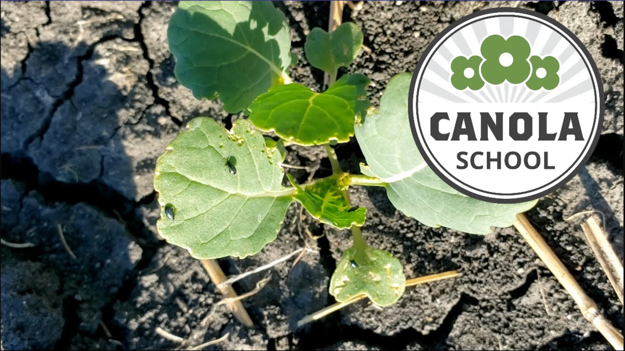 Canola School: Planning for spring with no lambda cy
