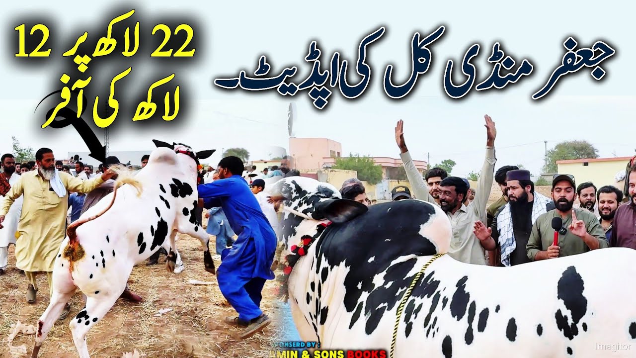 Jaffar Mandi Friday Latest Video 2025 - Dangerous Fateh jang Bulls 2025 - Cow Mandi  live Bargaining