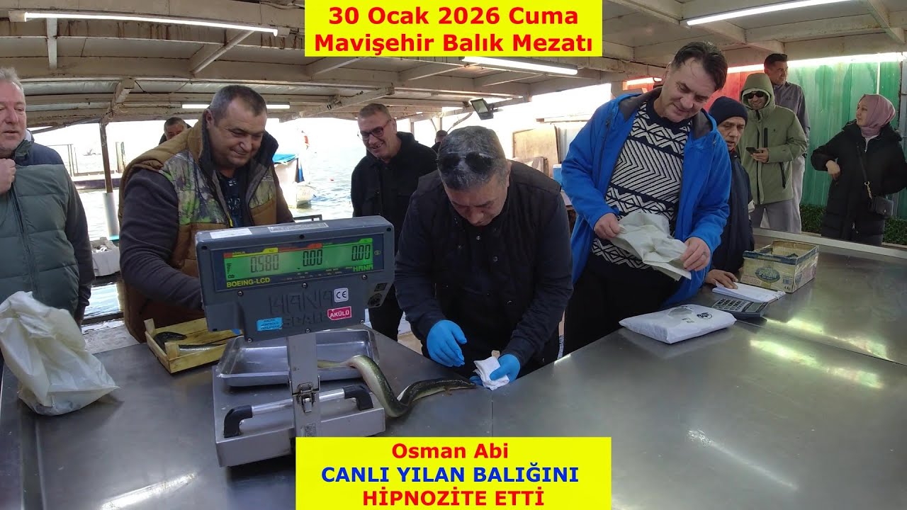 30 OCAK 2026  CUMA. MAVİŞEHİR BALIK MEZATI.