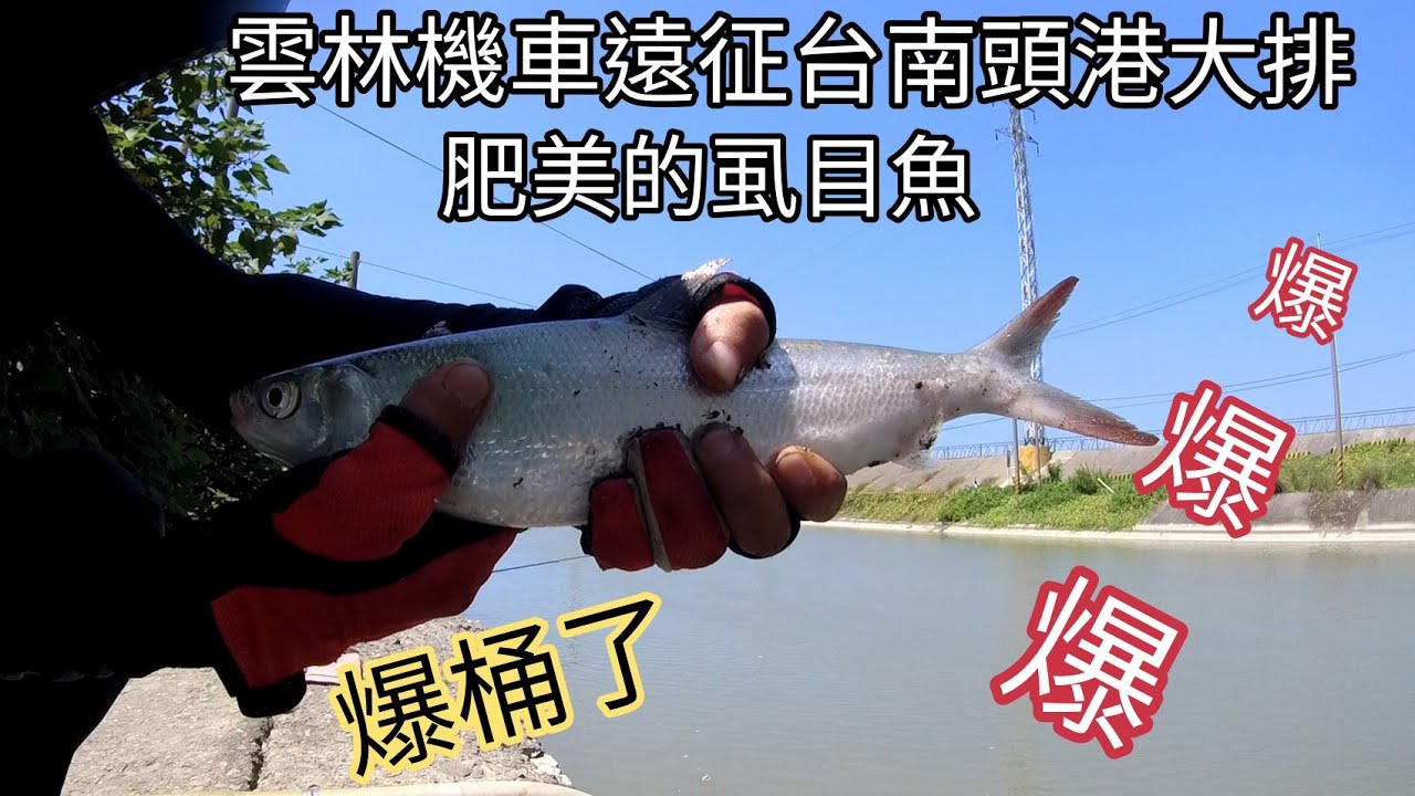 爆爆爆！台南野生虱目魚會釣到爆桶了，這次到爽翻了！（238集）@Pin338548 阿平趴趴走
