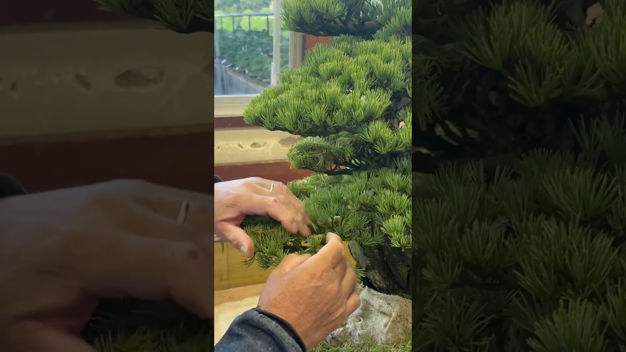 Ma&icirc;tre Kandaka en train de travailler sur un Pentaphylla dans son atelier. Kinashi Japon