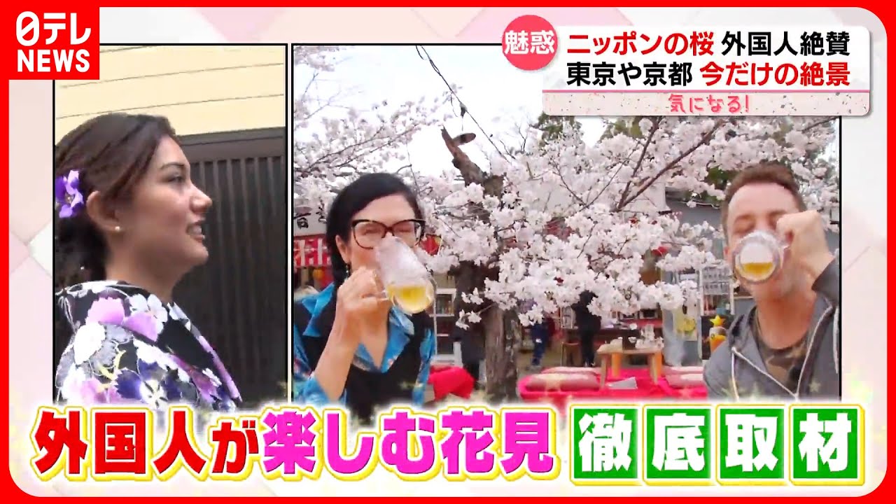 【気になる！】外国人が絶賛「日本の桜」  &ldquo;ハナミ文化&rdquo;世界へ