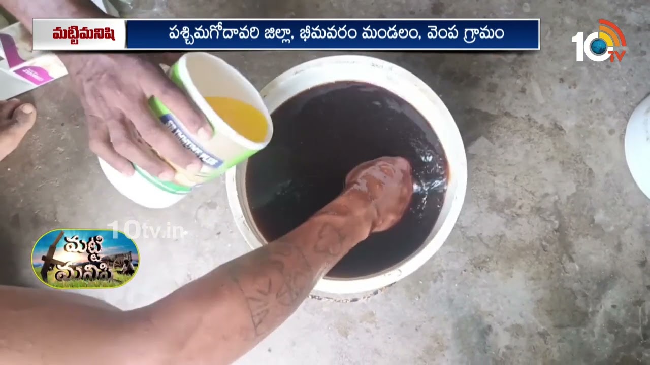 Shrimp Disease Cure With Nalla Bellam | నల్లబెల్లంతో..రొయ్యల వ్యాధులకు చెక్ | Matti Manishi | 10TV