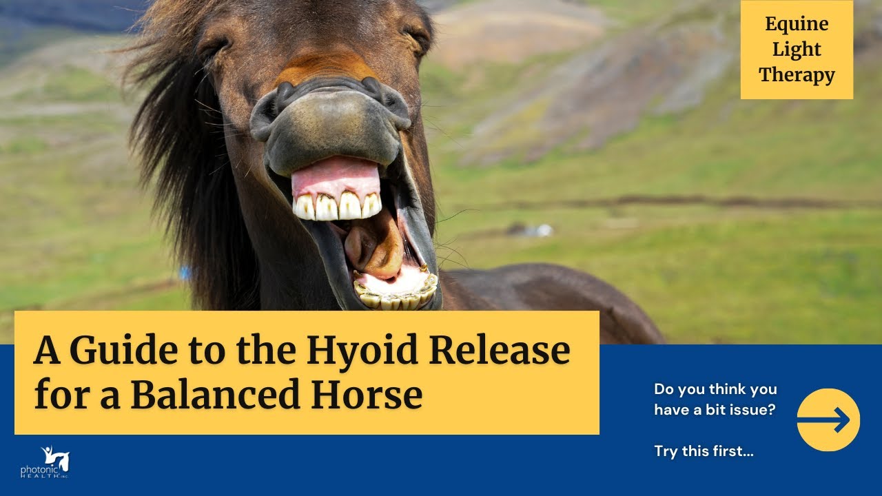 Light Up the Arena: A Guide to the Hyoid Release for a Balanced Horse!