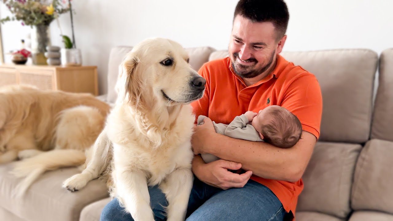 Dog Thinks She&rsquo;s the Real Baby of the House