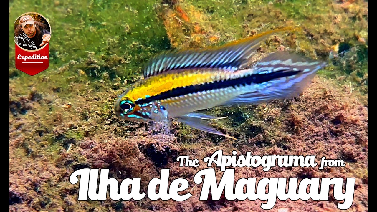 マグアリ島のアピストグラマ