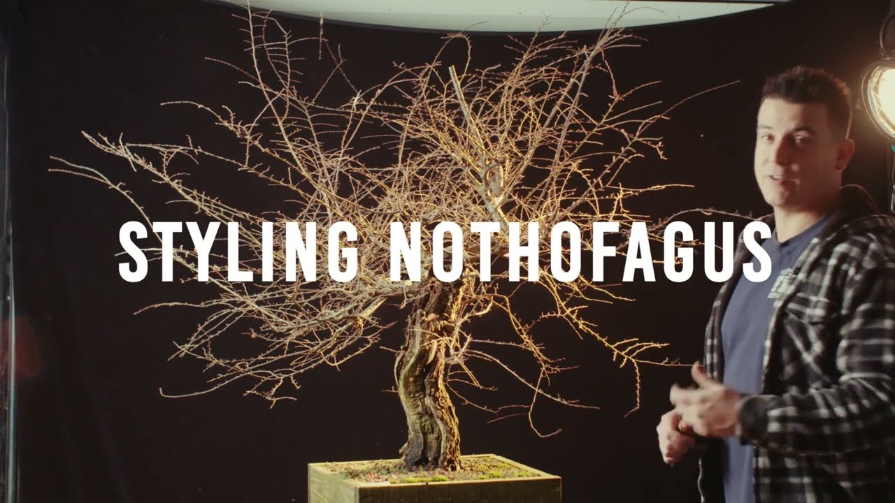 Styling of a Nothafagus trailer | The Bonsai Academy