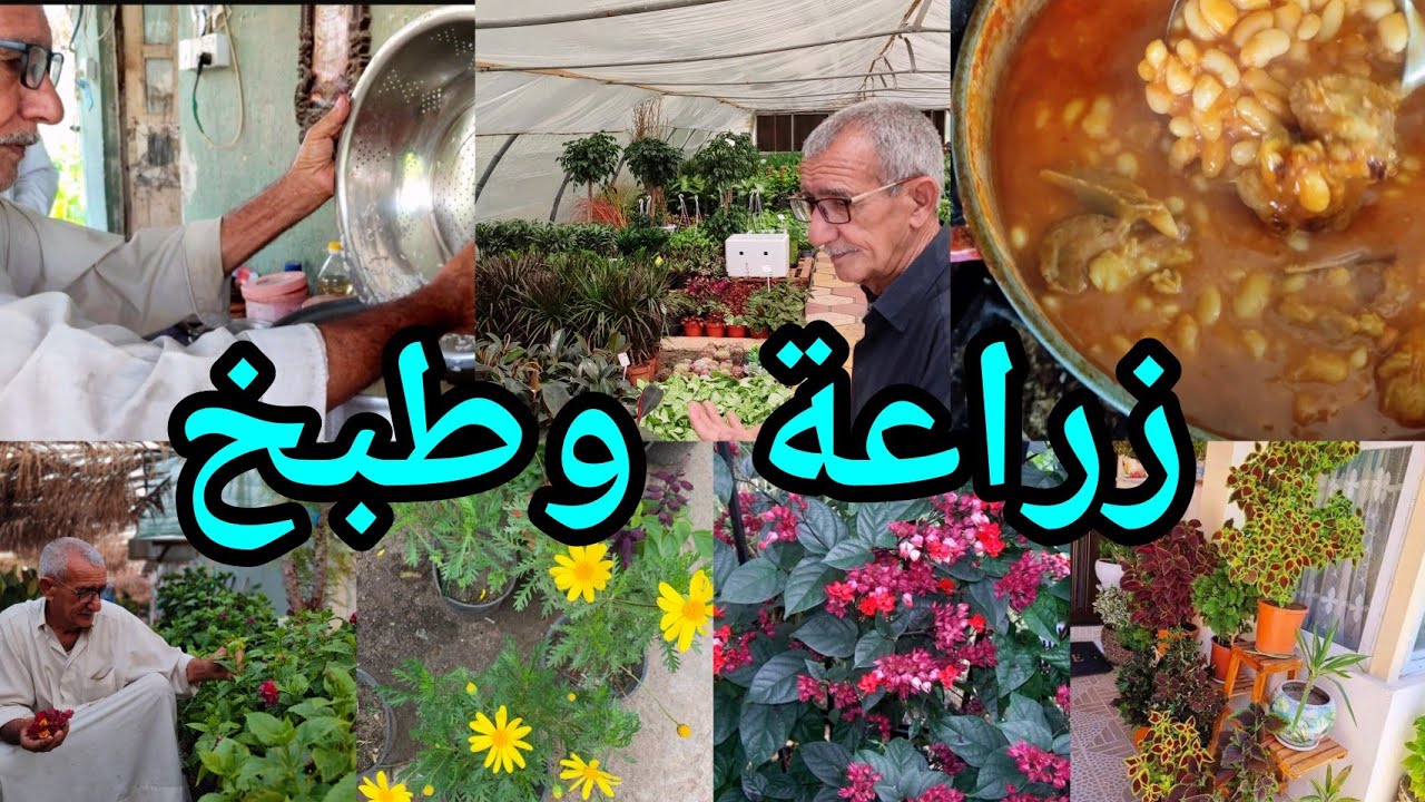 يزرع و يطبخ جولة مع صاحب مشتل سيد عبيس الحطاب العراق 🇮🇶 بابل الحلة حي الجزائر مقابل ملعب الحلة