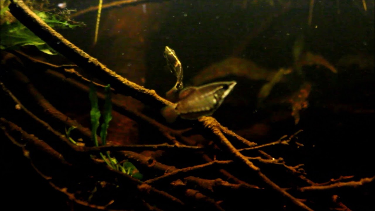 A small creek of Kapuas river, West Kalimantan, Borneo, Indonesia, 33 L