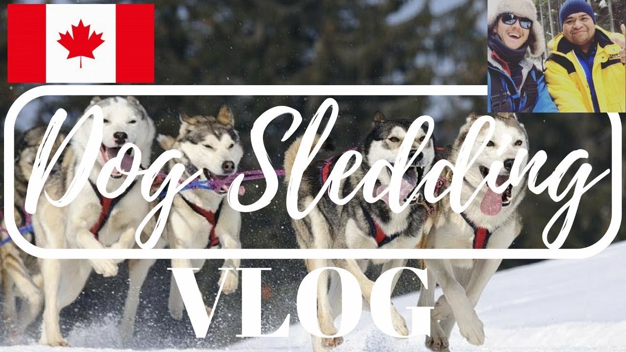 Dog Sledding Vlog- Canmore, Alberta