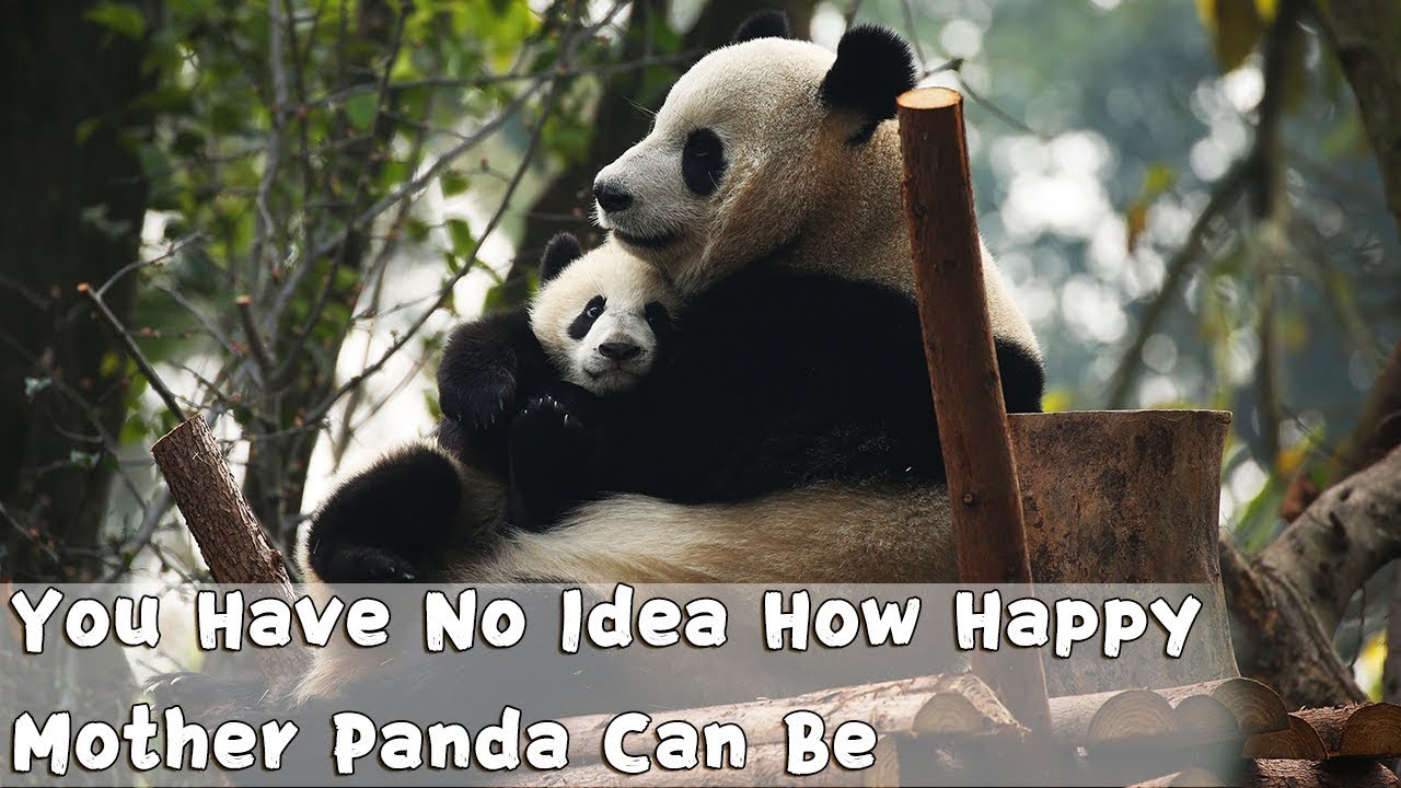 You Have No Idea How Happy Mother Panda Can Be | iPanda