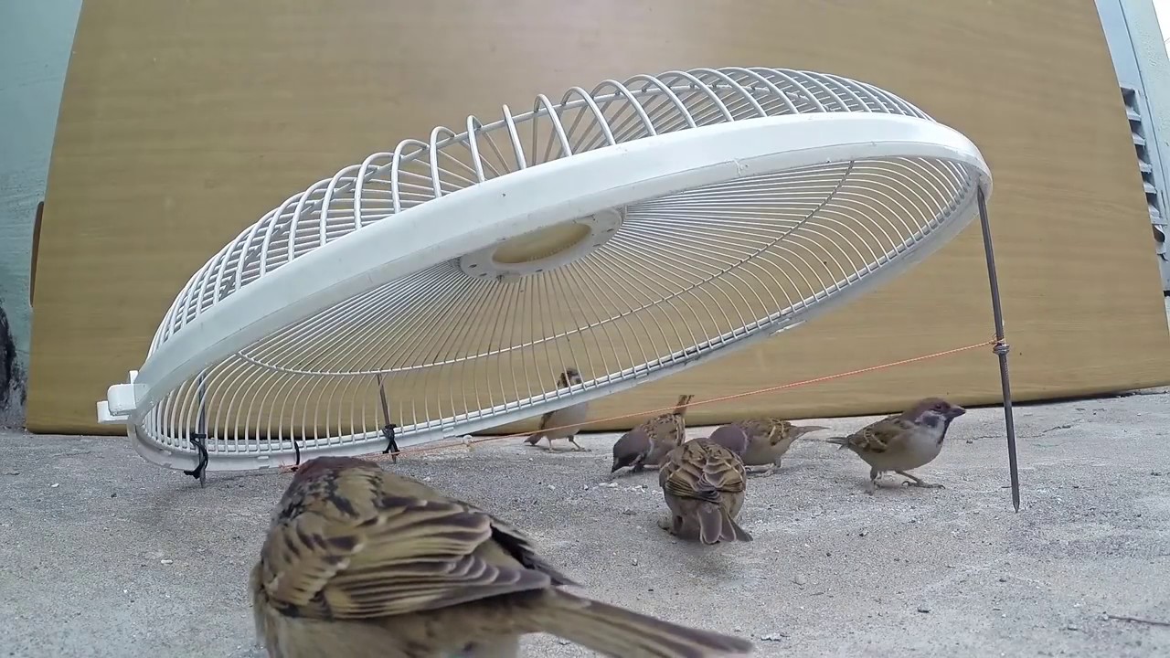 Electric fan guard bird trap