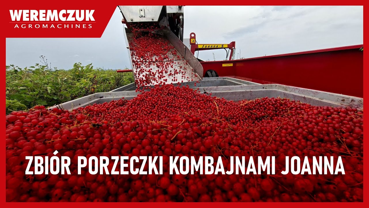 Обзор сезона смородины 2025 года — Joanna-5 Classic и Joanna-5 Premium
