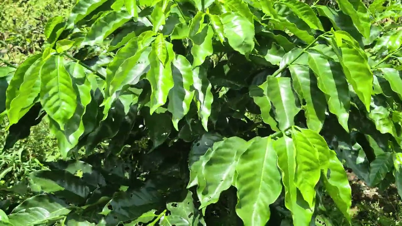 CAFE VARIEDAD TUPI , CARACTERISTICAS AGRONOMICAS