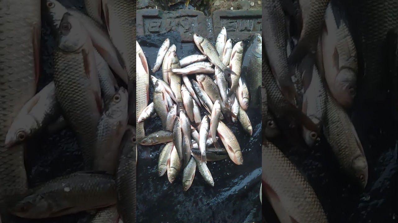 Viralfish💥💥#trendingvideo #fishingvideos #fishvlog