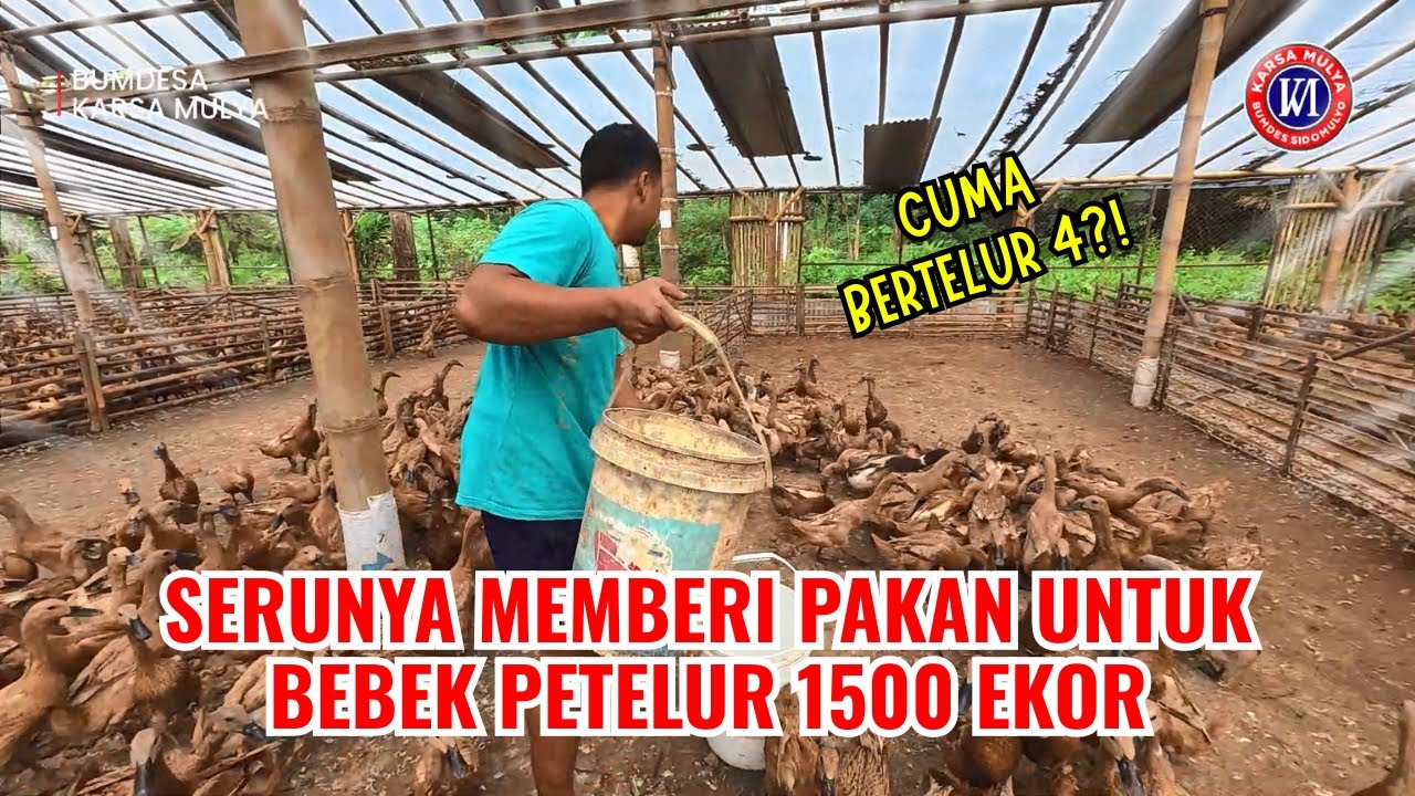 SERUNYA MEMBERI PAKAN UNTUK BEBEK PETELUR 1500 EKOR #bebek #pakan #kandang #telur #bumdes #petelur