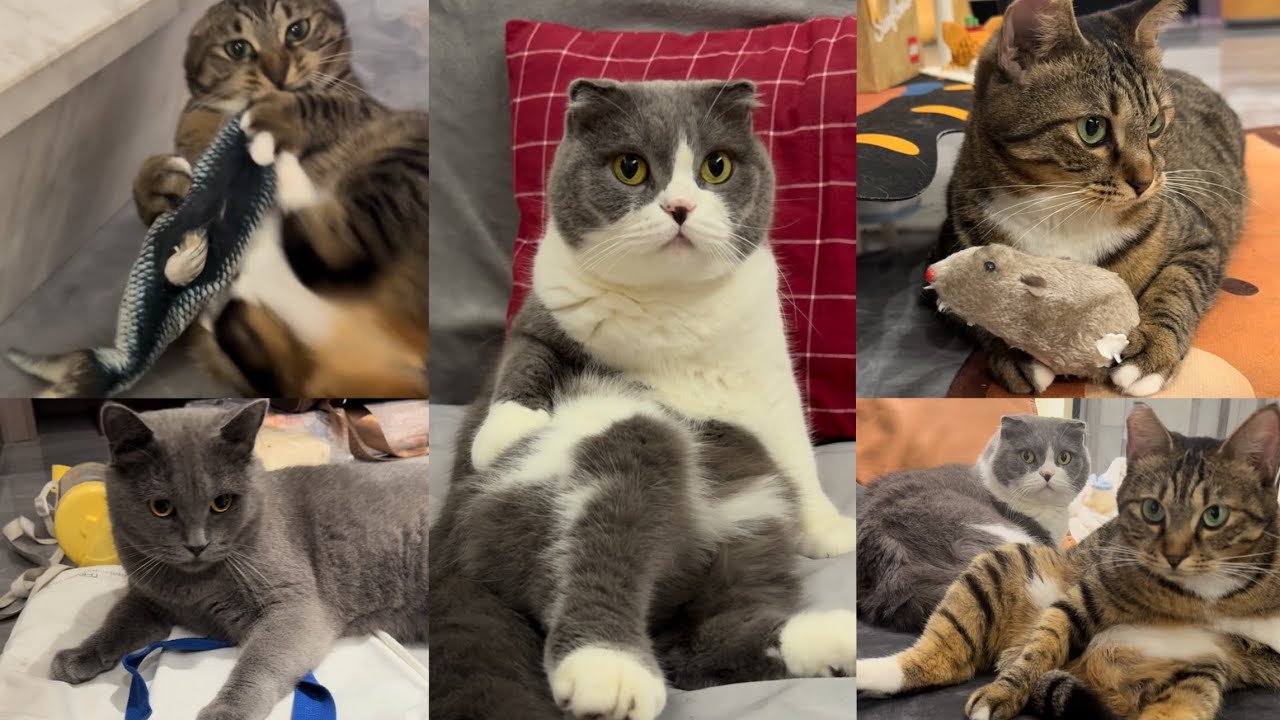 Rescued cats and dog have become friends