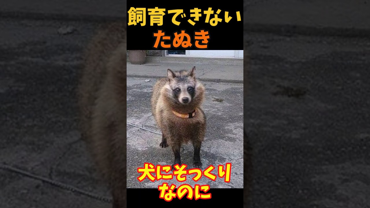 【ゆっくり解説】タヌキが飼育できない理由#たぬき#タヌキ #ゆっくり解説