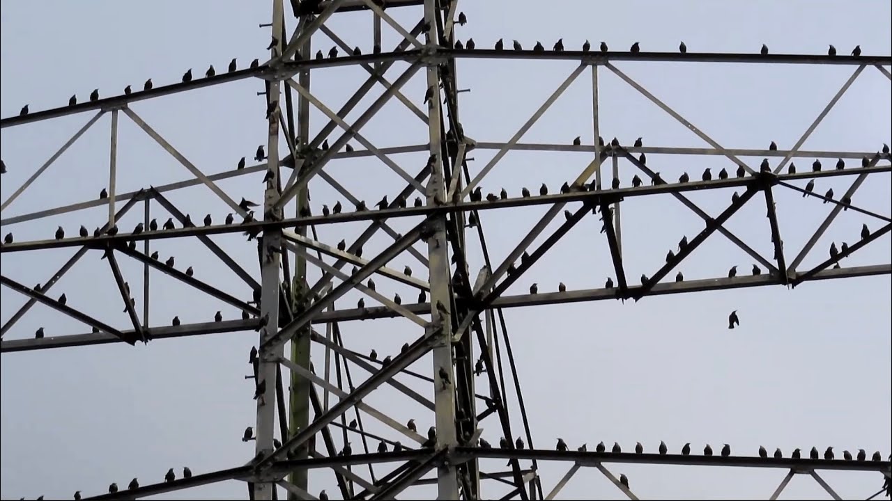 Friends Electric! Starlings pile on the Pylons