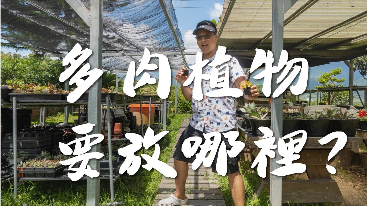 田中先生多肉植物｜EP3｜買回來的多肉植物要放在哪裡？
