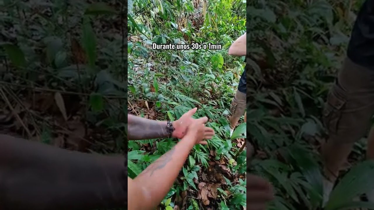 La planta que produce jabón 🧼🌱 