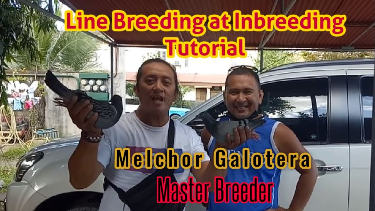Usapang inbreeding at line breeding By: Melchor Galotera (part 2)