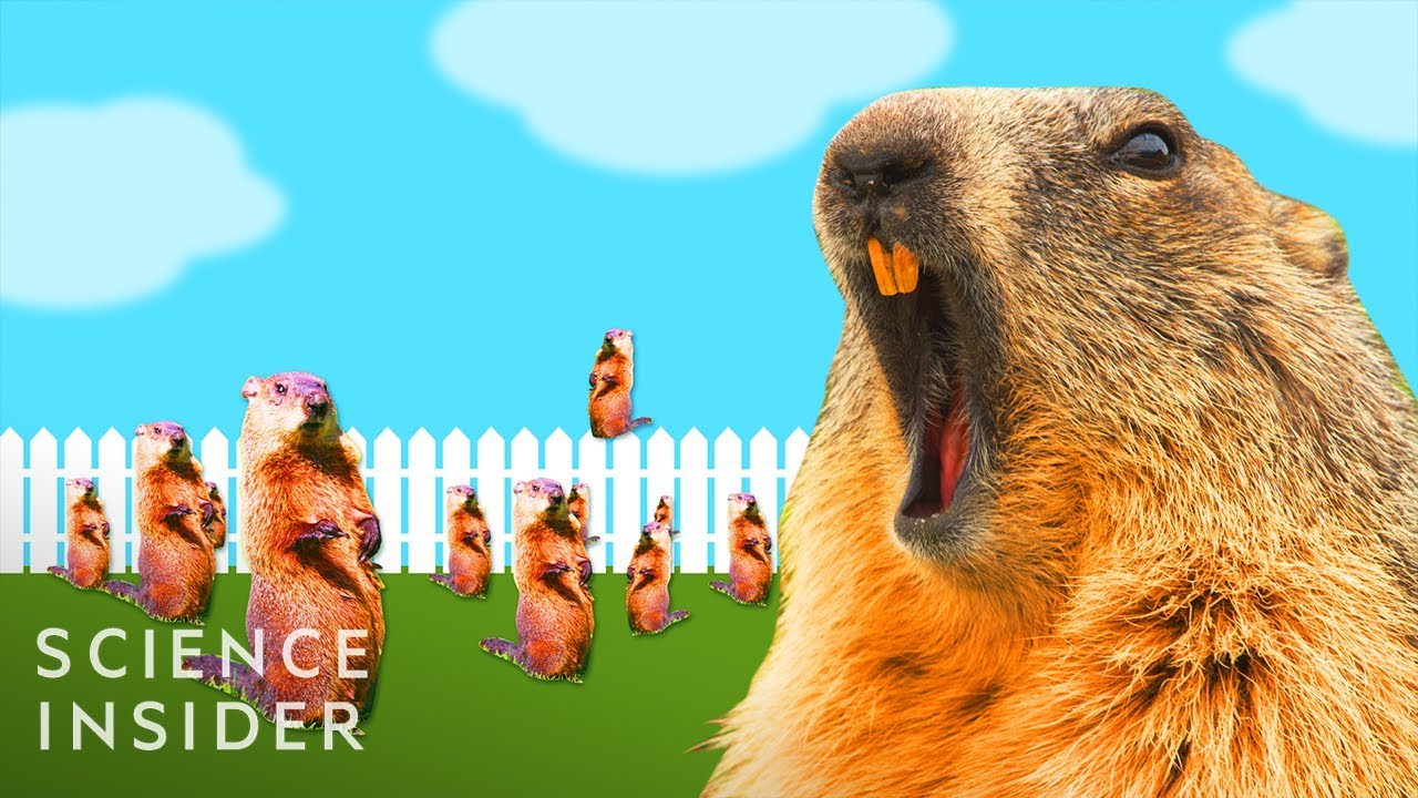 Why Groundhogs Are So Hard To Get Rid Of