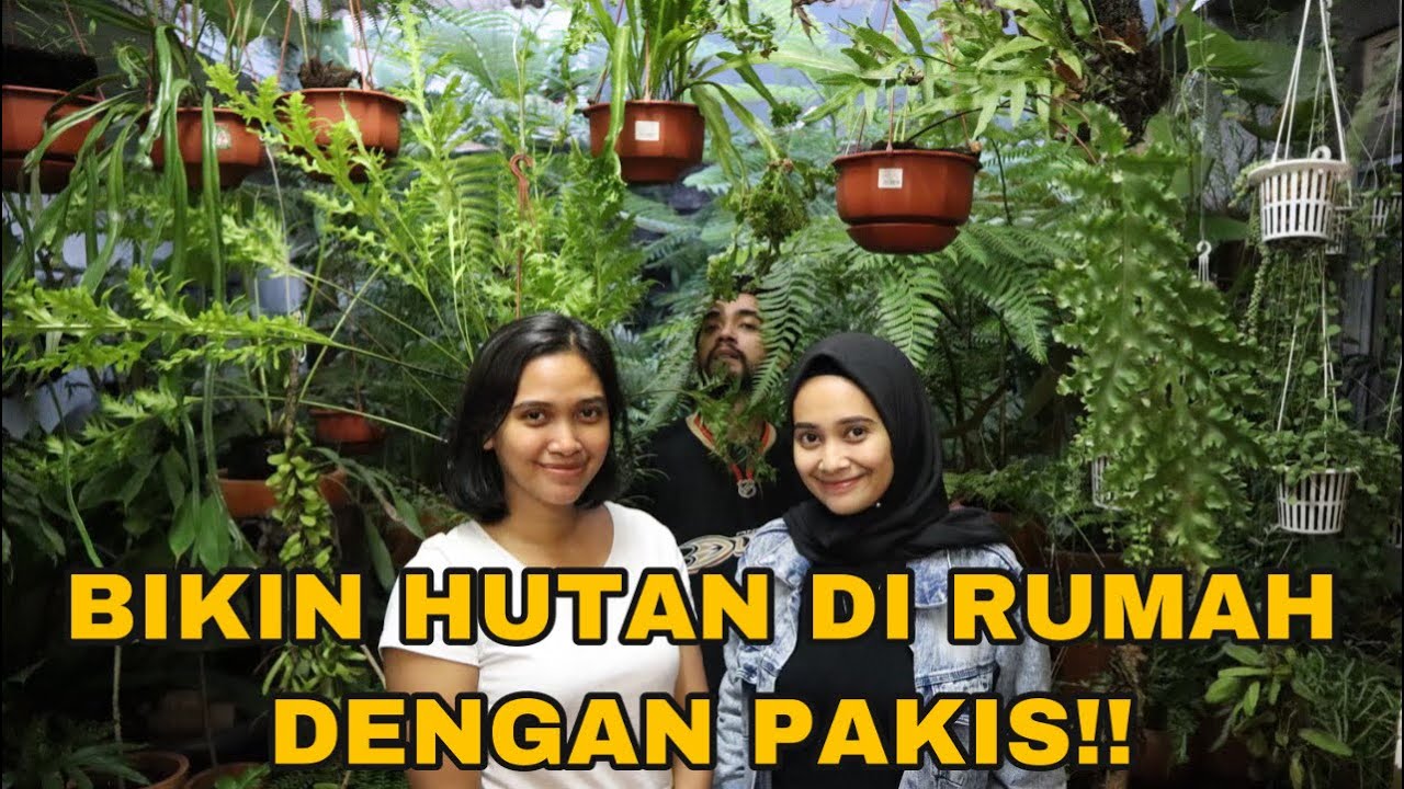 TAKJUB LIAT HUTAN PAKIS DI DALAM RUMAH - EP 26