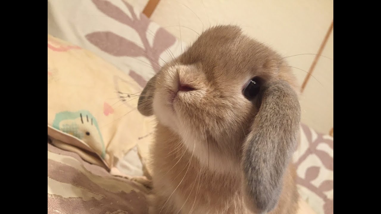 たれ耳うさぎのきなこくん