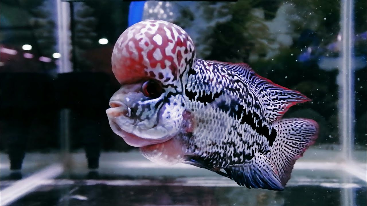 IKAN HIAS🔴Louhan Black Kamfa Sangar