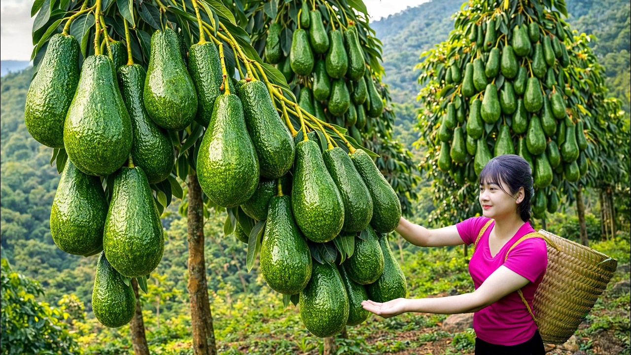 Ly Trieu Ca: Harvesting giant, sweet wild avocados | How to make a special avocado smoothie!