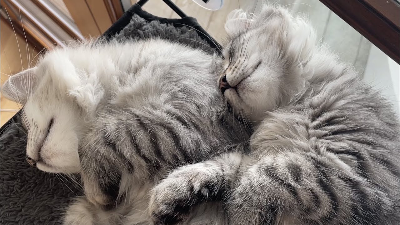 Silver Siberian kittens taking a nap after a long day