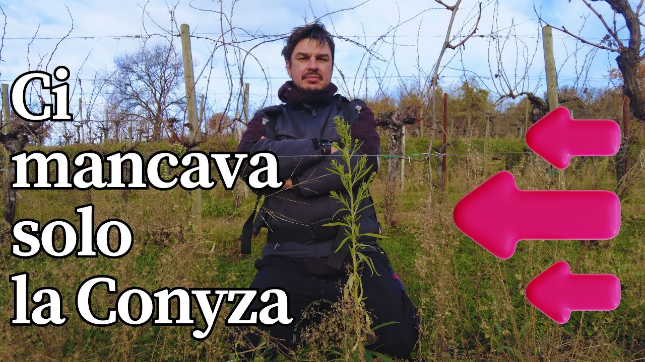Infestazione di Conyza nel vigneto