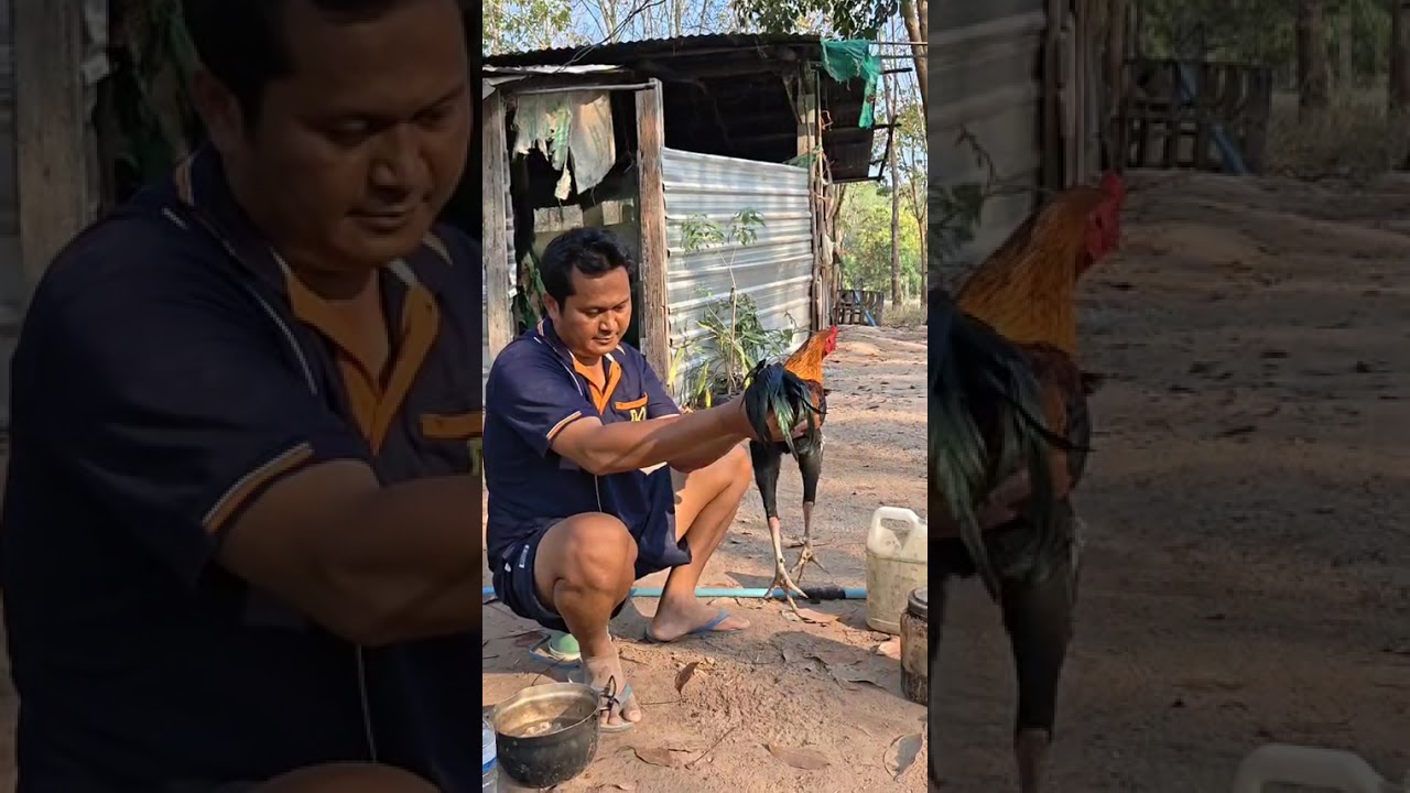 ไก่พม่าหนุ่มครับ  8-9เดือน
