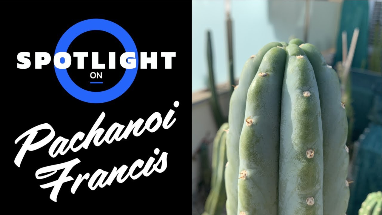 Spotlight on Pachanoi Francis