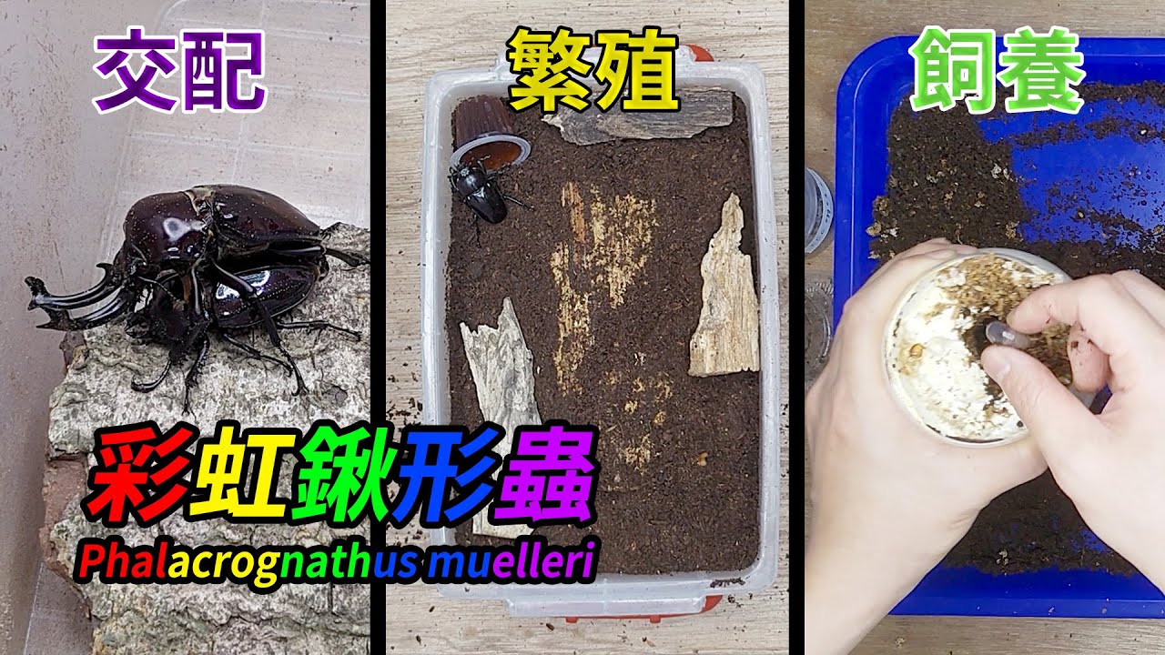 【山林蟲坊】彩虹鍬的兩種投產方式 | Phalacrognathus muelleri: Two Methods of Reproduction