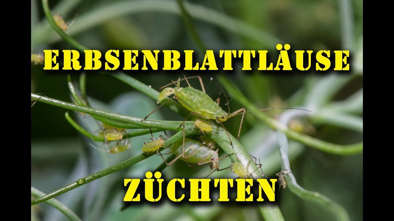 Futtertierzucht: Die Erbsenblattlaus