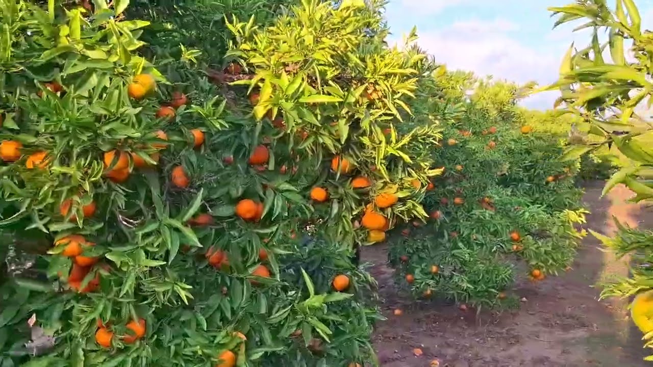 Visit Of Orange Garden |Maltay kay Bagh Ka Visit |Spain SHERAZ KHAN Vlog |